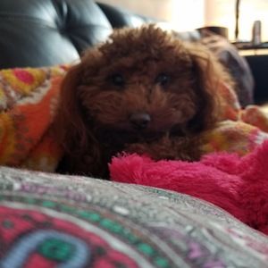 Meet your Posher, Mike